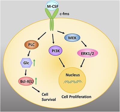 Transcriptional Regulation of Osteoclastogenesis: The Emerging Role of KLF2